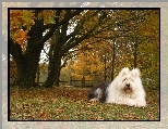 Owczarek staroangielski Bobtail, jesie�